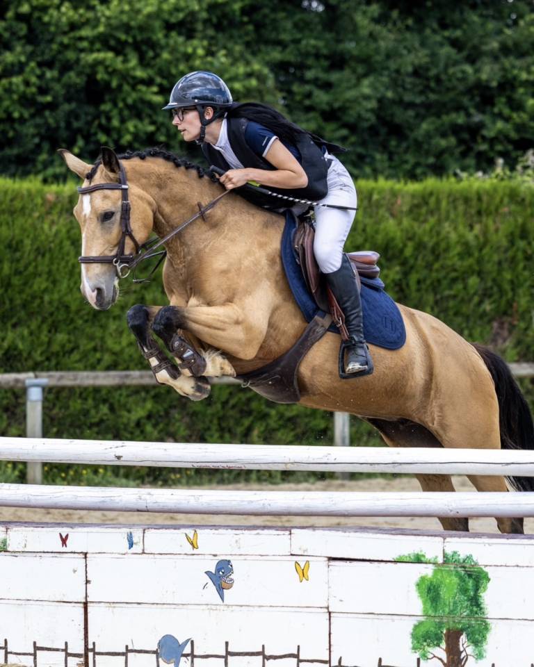 Mare Welsh Part Bred For sale 2018 Buckskin