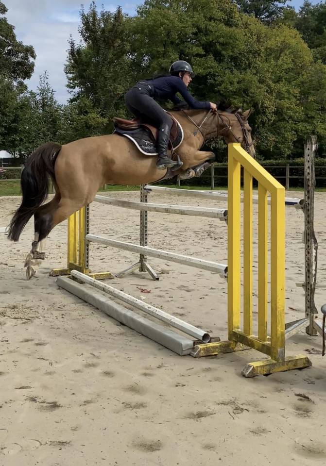 Mare Welsh Part Bred For sale 2018 Buckskin