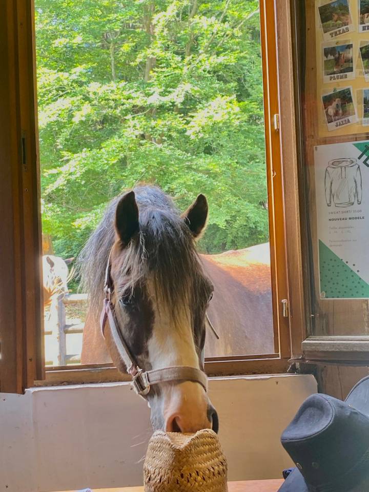 Gelding No Origin Recorded For sale 2006 Liver chestnut