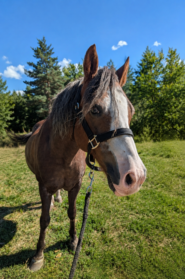 Gelding No Origin Recorded For sale 2006 Liver chestnut