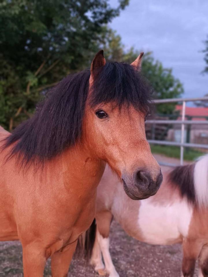 Gelding No Origin Recorded For sale 2018 Buckskin