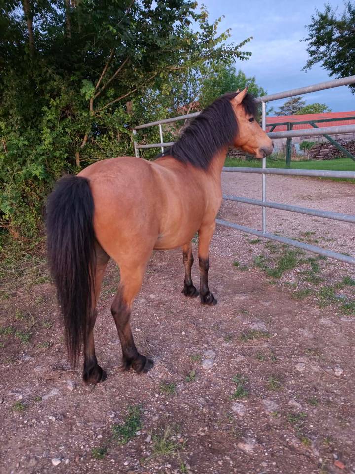 Gelding No Origin Recorded For sale 2018 Buckskin