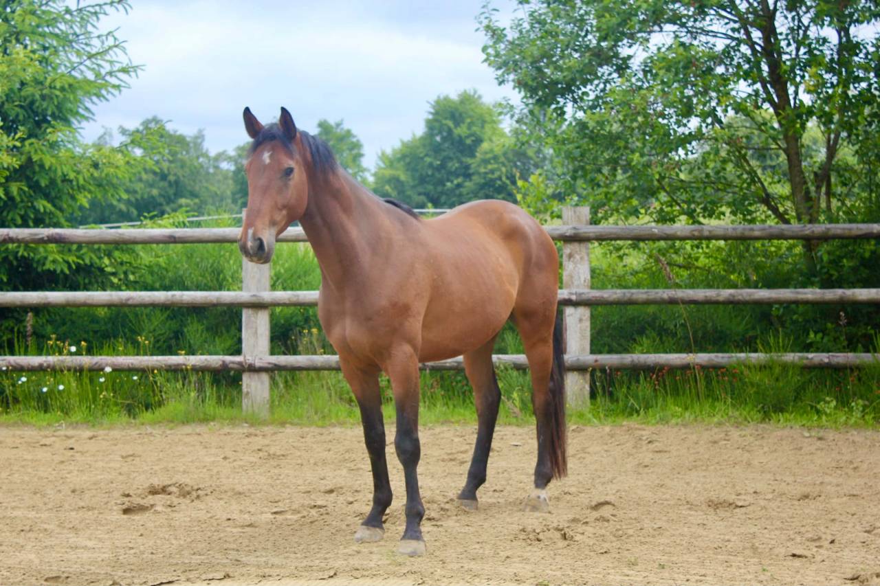 Gelding BWP Belgian Warmblood For sale 2022 Bay