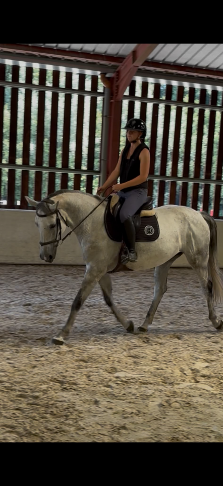 Mare BWP Belgian Warmblood For sale 2016 Grey