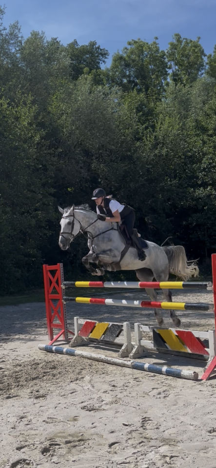 Mare BWP Belgian Warmblood For sale 2016 Grey