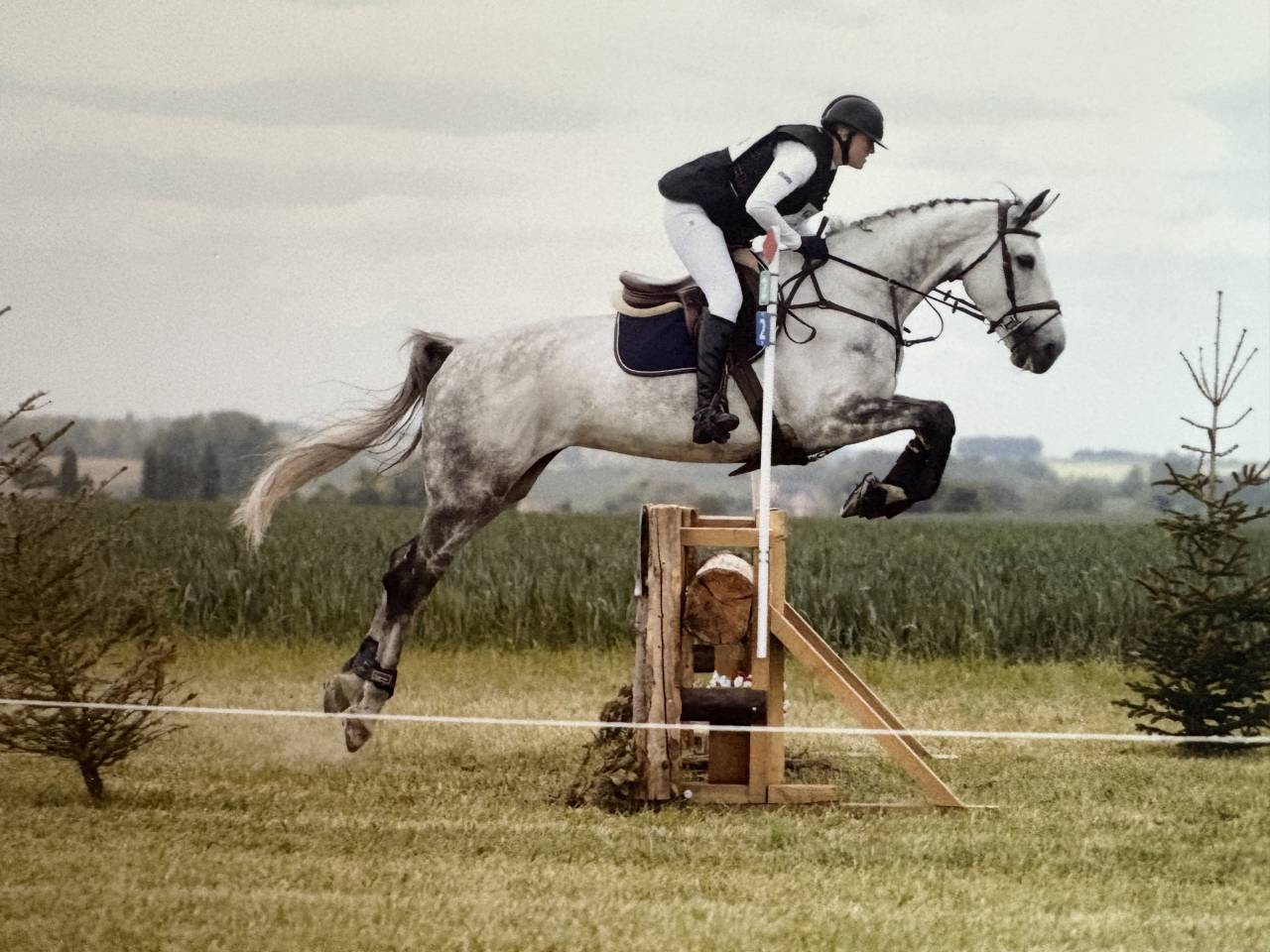Mare BWP Belgian Warmblood For sale 2016 Grey