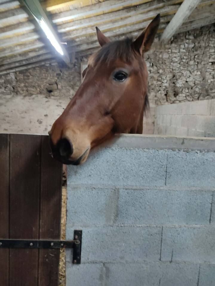 Gelding French Trotter For sale 2016 Bay