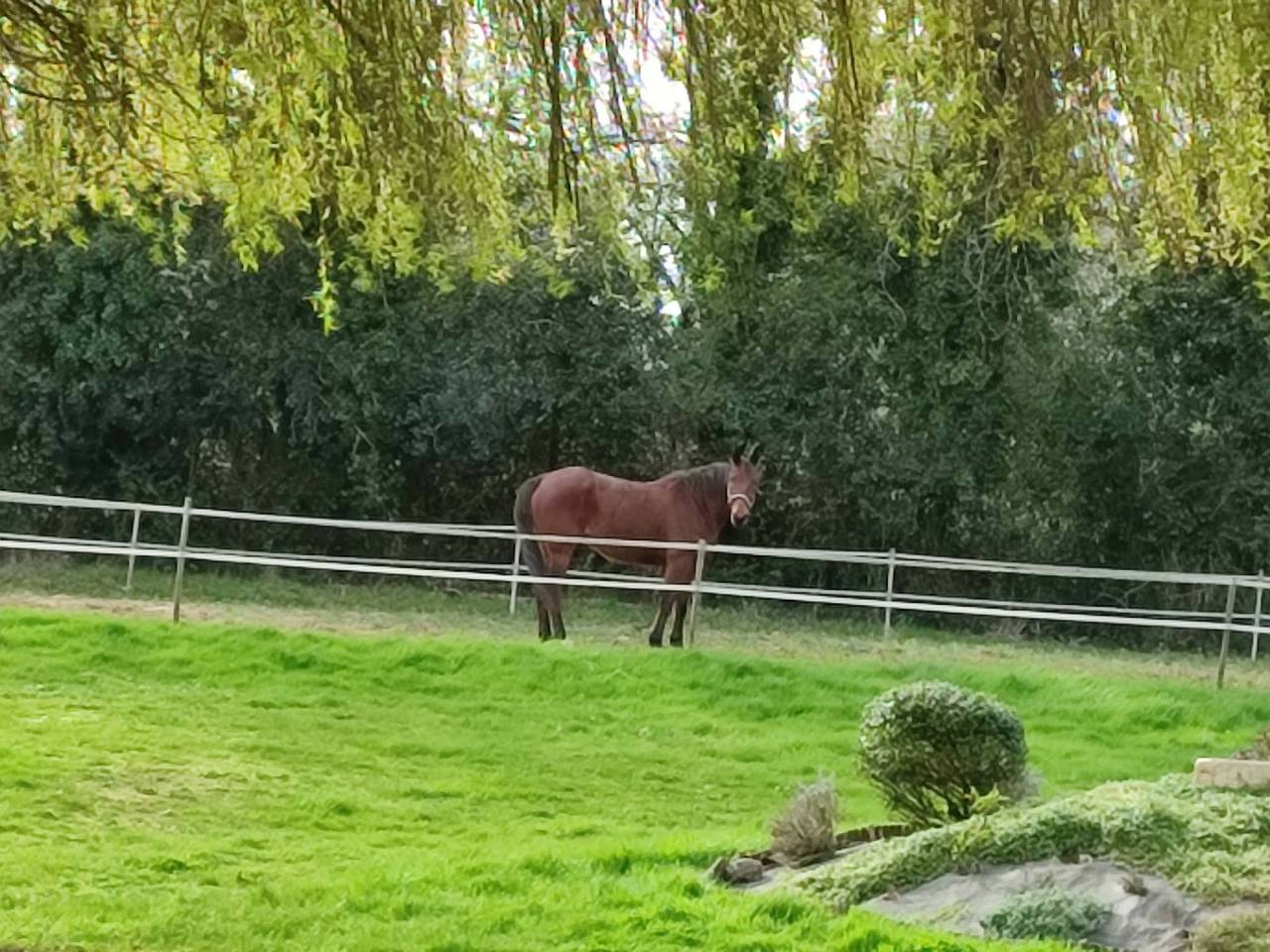 Gelding French Trotter For sale 2016 Bay