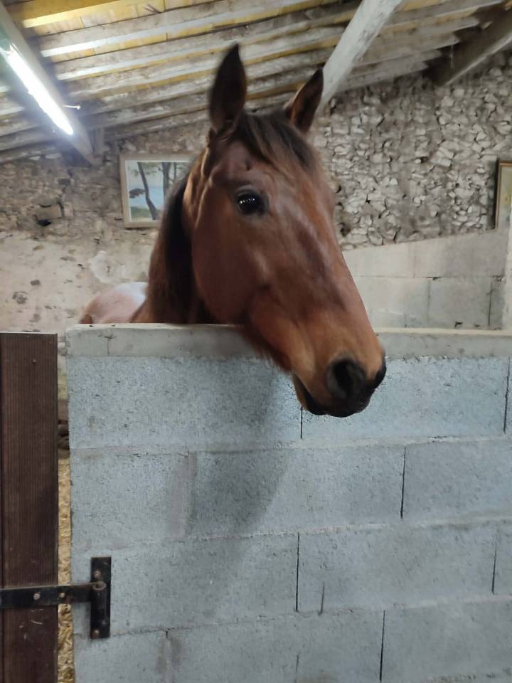 Gelding French Trotter For sale 2016 Bay