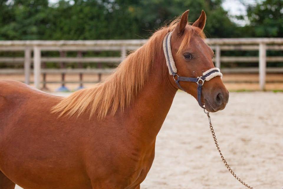 Mare New Forest For sale 2025 Chesnut