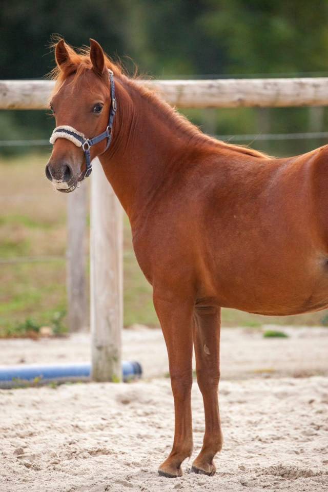 Mare New Forest For sale 2025 Chesnut