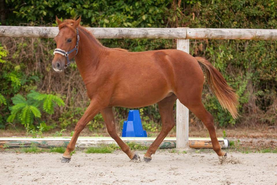 Mare New Forest For sale 2025 Chesnut