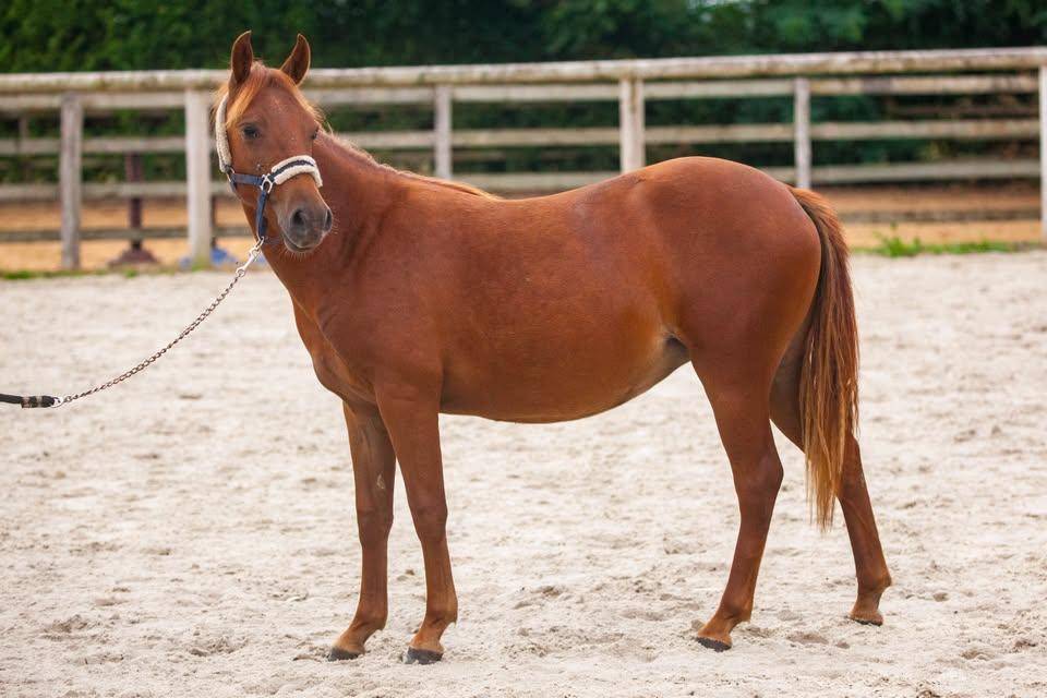 Mare New Forest For sale 2025 Chesnut