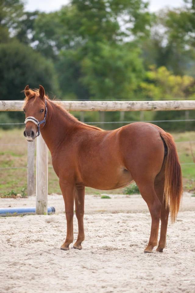 Mare New Forest For sale 2025 Chesnut