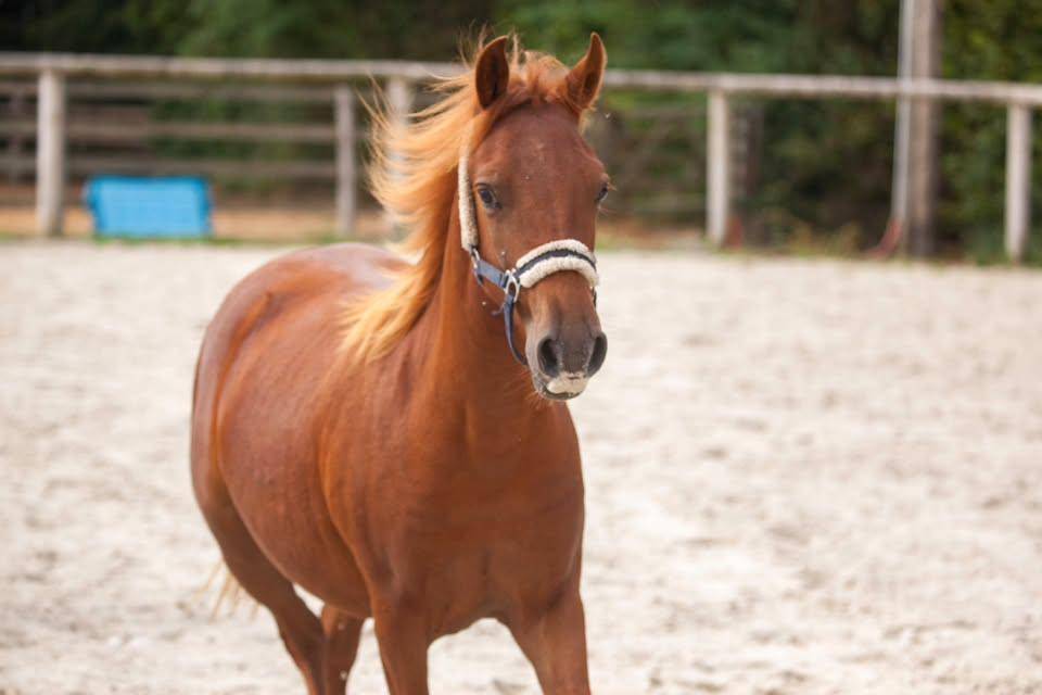 Mare New Forest For sale 2025 Chesnut