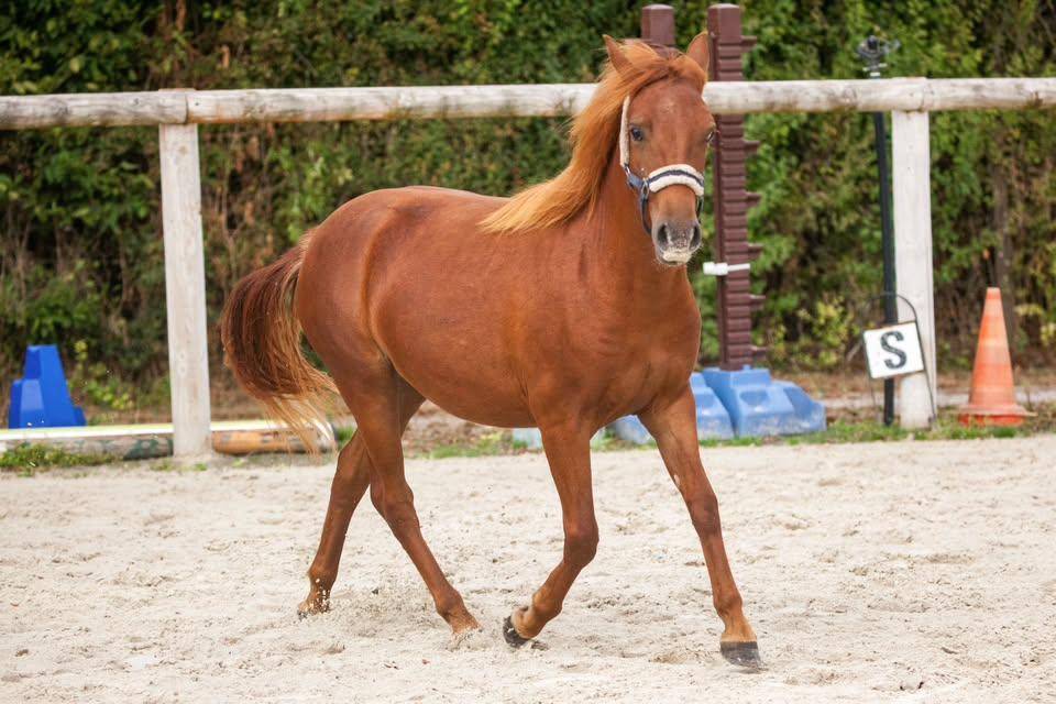 Mare New Forest For sale 2025 Chesnut