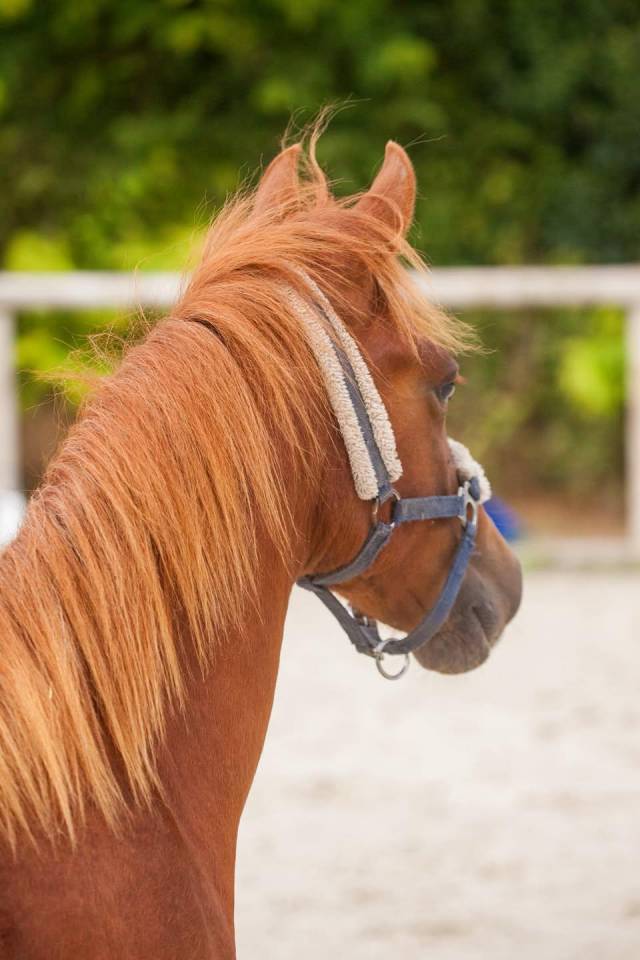 Mare New Forest For sale 2025 Chesnut