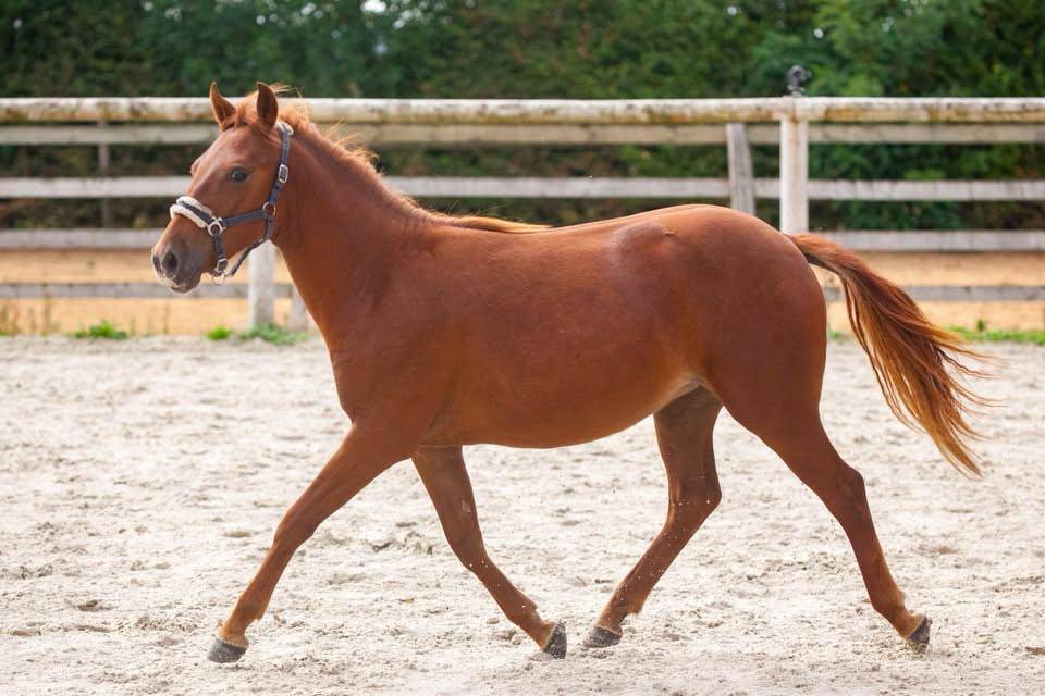 Mare New Forest For sale 2025 Chesnut