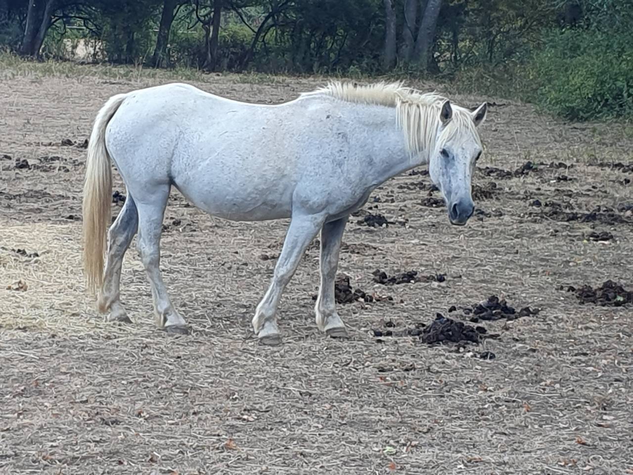 Mare Connemara Free 2003 Grey