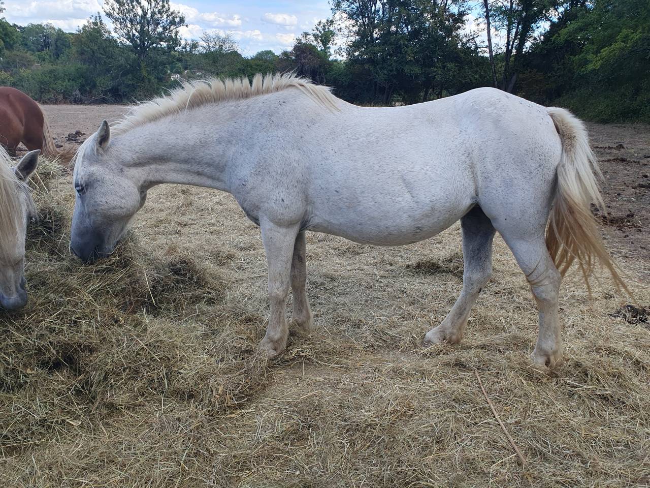 Mare Connemara Free 2003 Grey