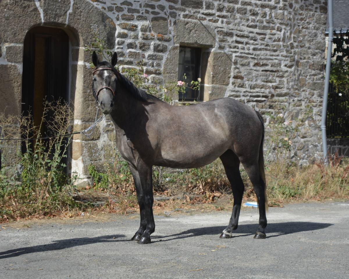 Mare Origin Recorded For sale 2022 Grey
