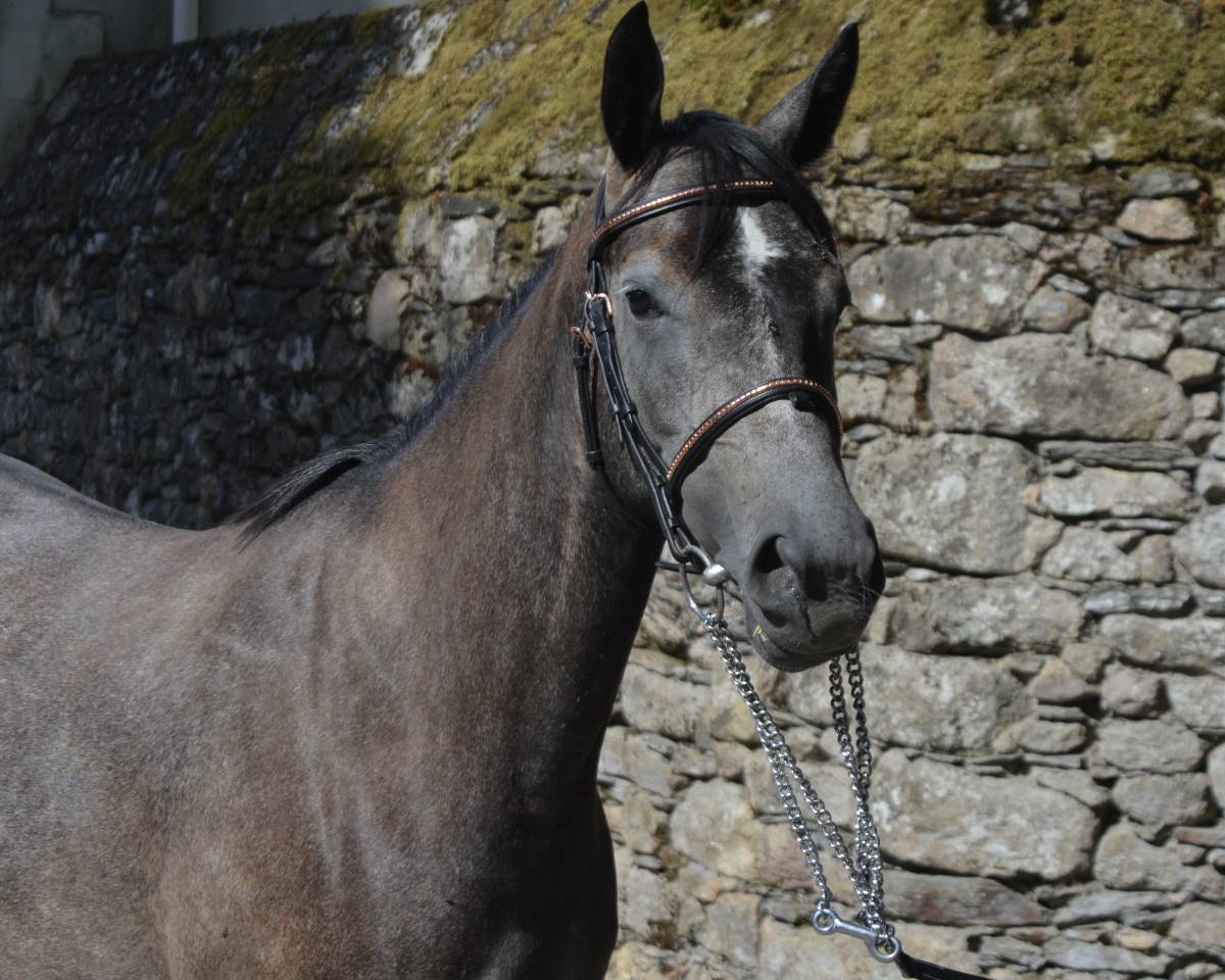 Mare Origin Recorded For sale 2022 Grey