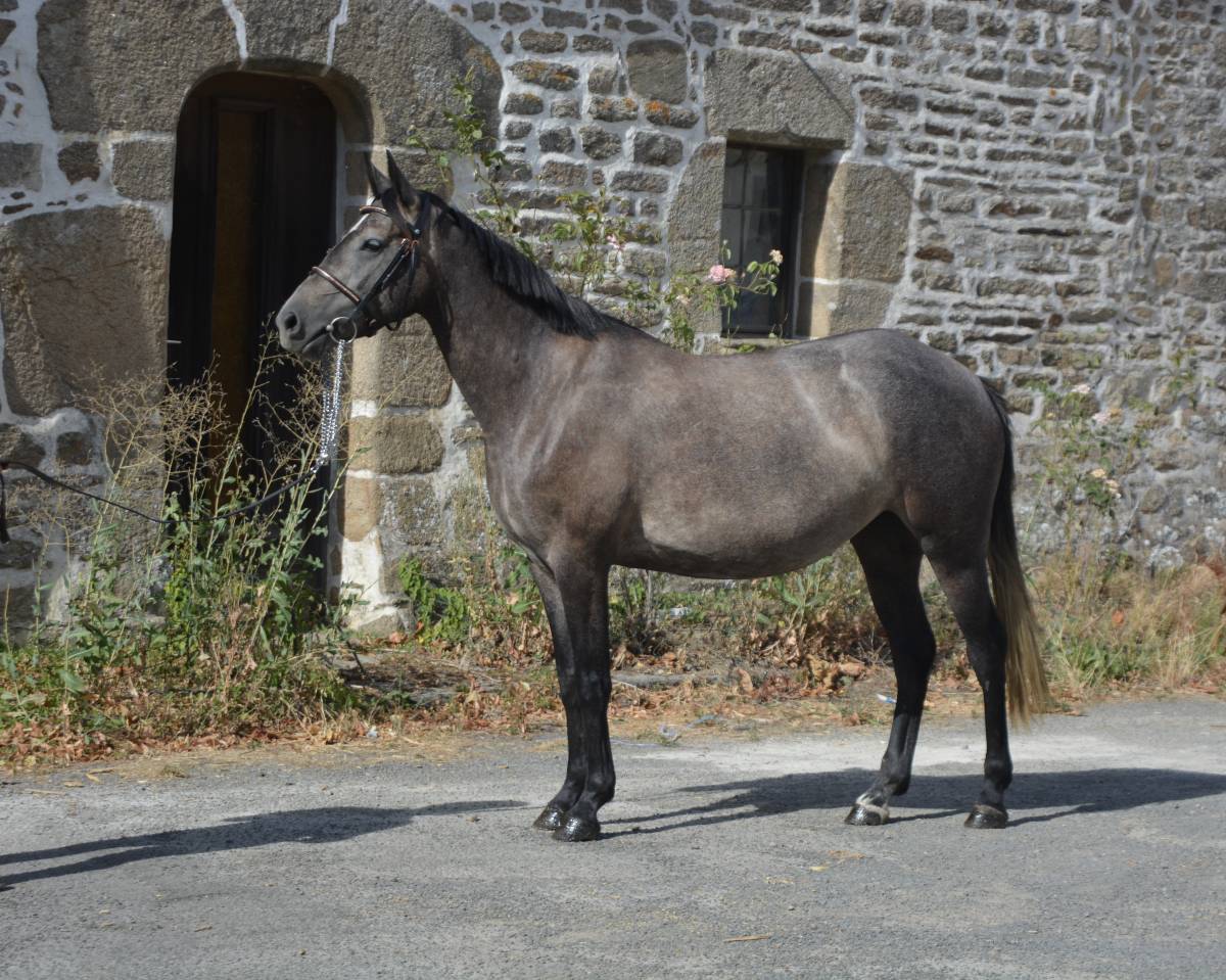 Mare Origin Recorded For sale 2022 Grey