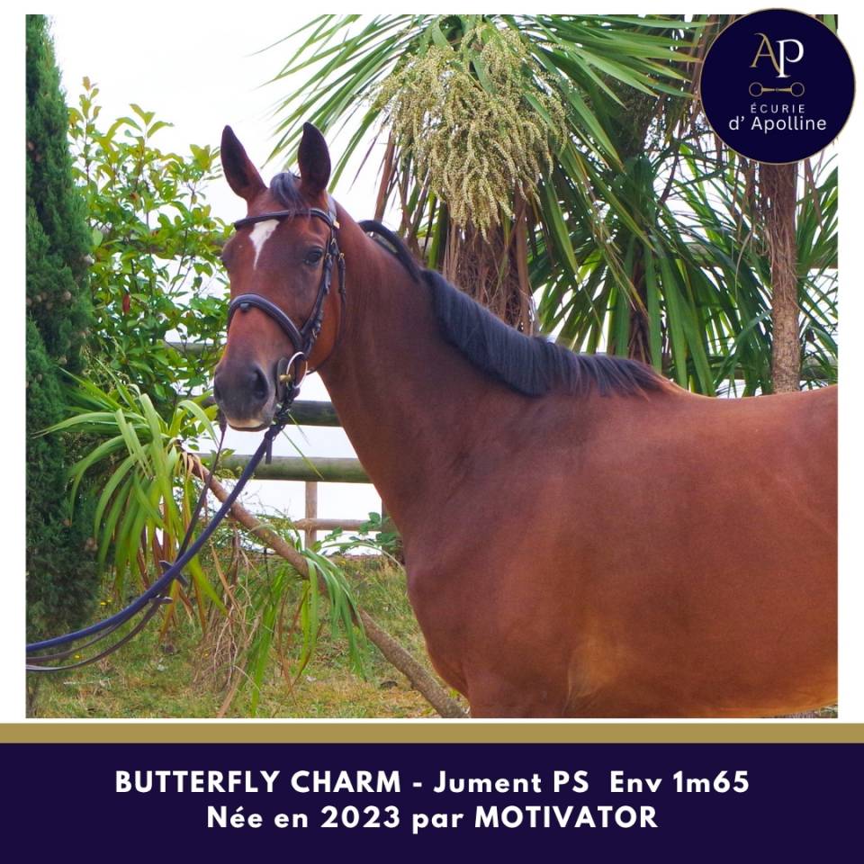 Mare Thoroughbred For sale 2023 Bay