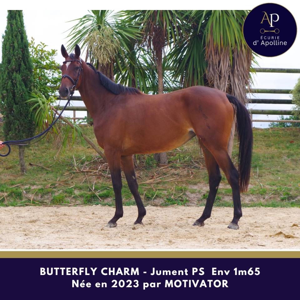 Mare Thoroughbred For sale 2023 Bay