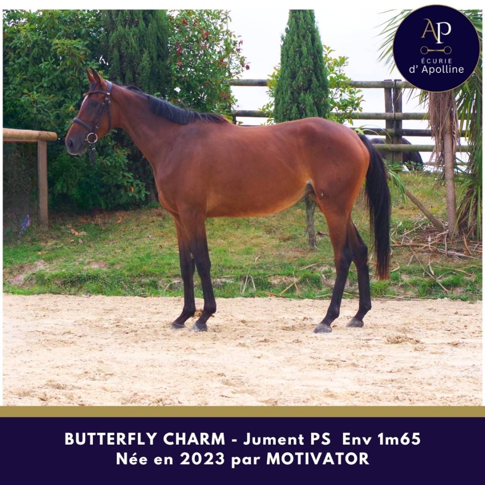 Mare Thoroughbred For sale 2023 Bay