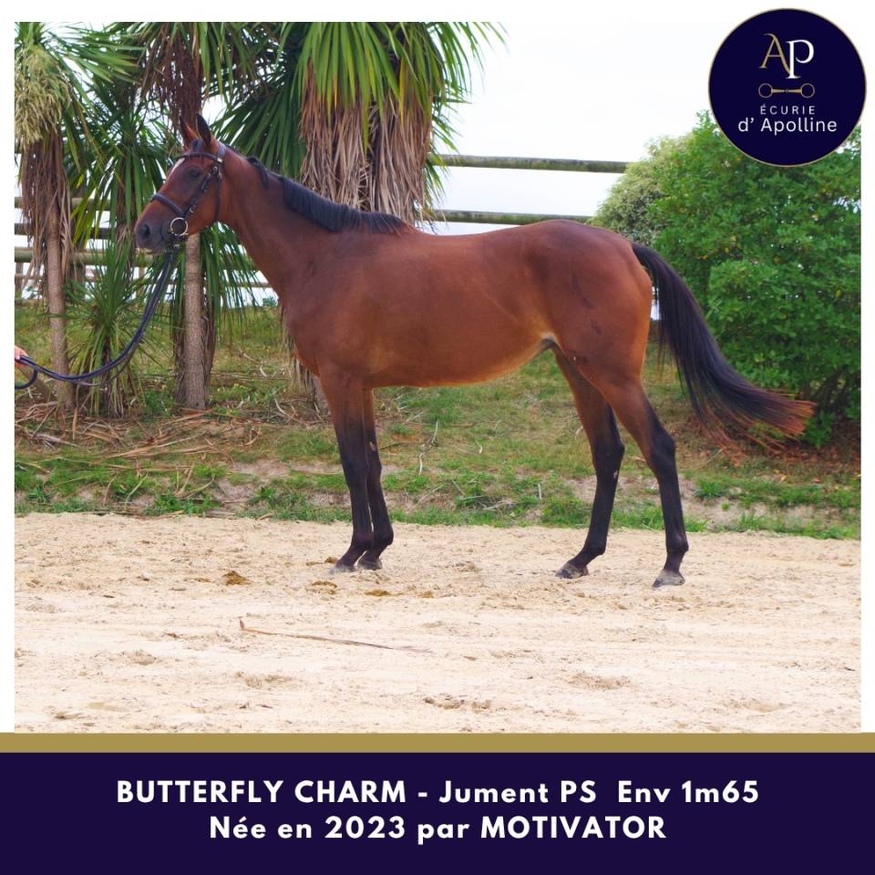 Mare Thoroughbred For sale 2023 Bay