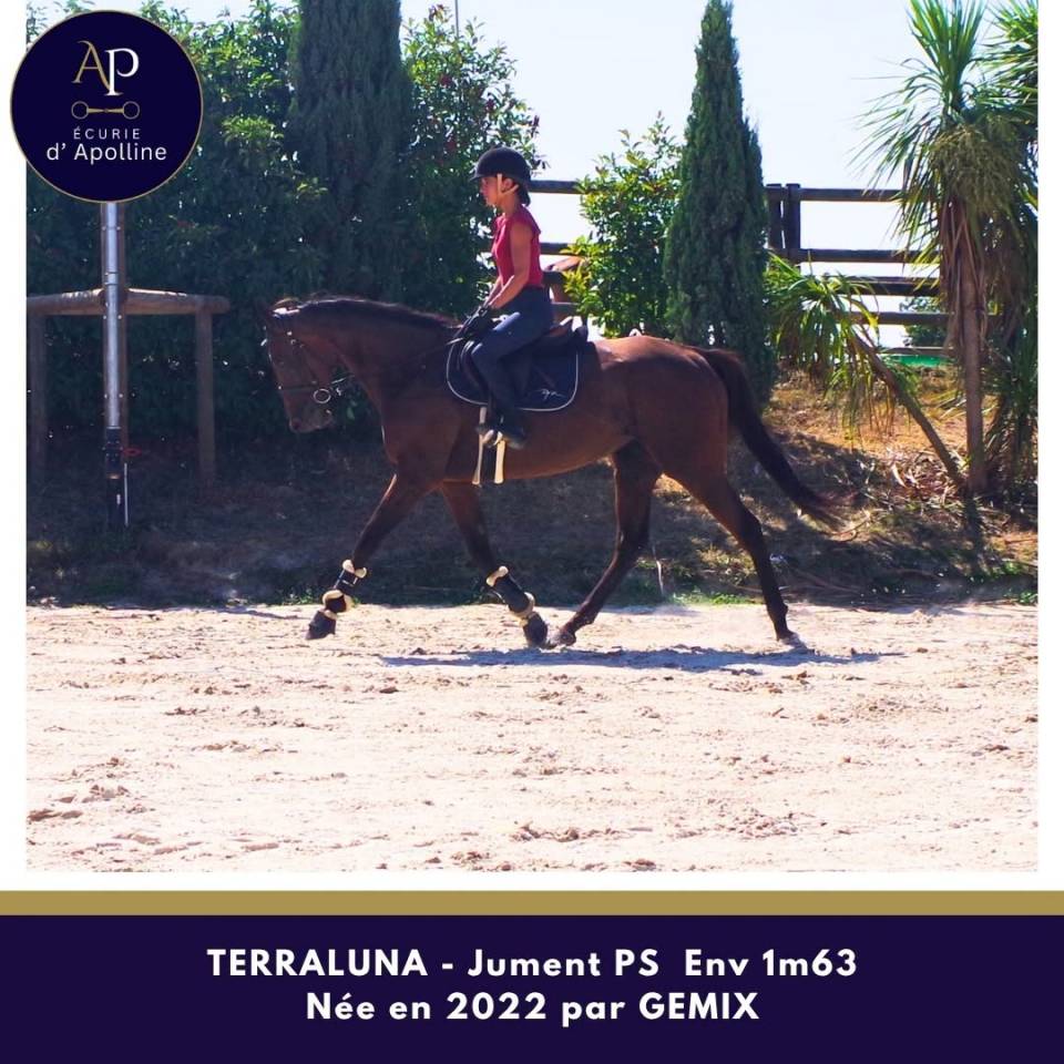 Mare Thoroughbred For sale 2022 Bay