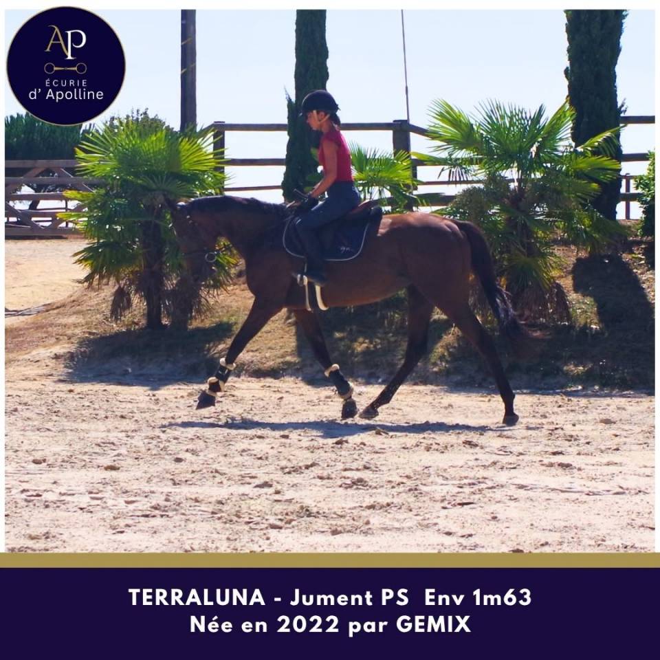 Mare Thoroughbred For sale 2022 Bay