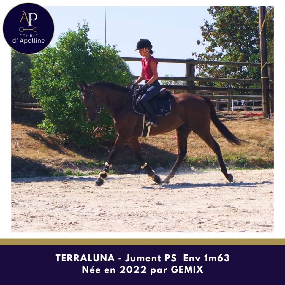 Mare Thoroughbred For sale 2022 Bay