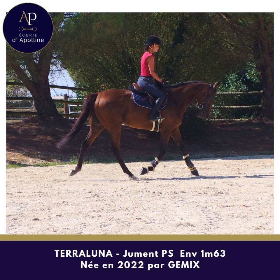 Mare Thoroughbred For sale 2022 Bay