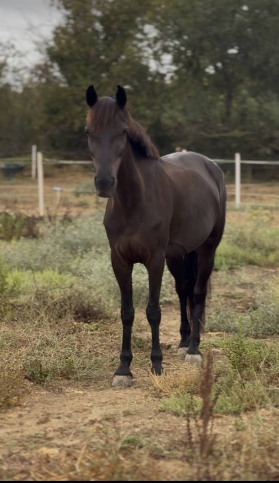 Mare Connemara For sale 2013 Black