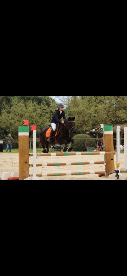 Mare Connemara For sale 2013 Black