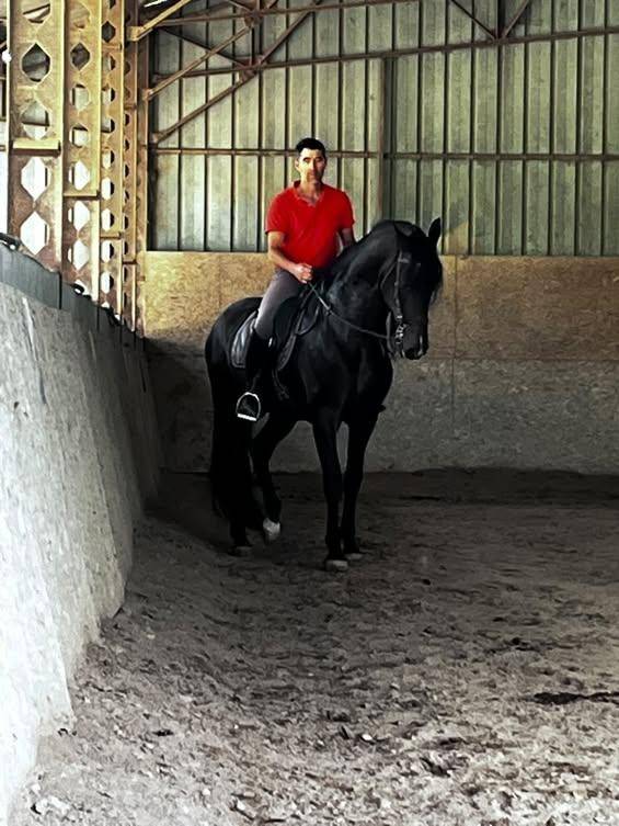 Stallion PRE Pure Spanish Bred For sale 2016 Dark Bay