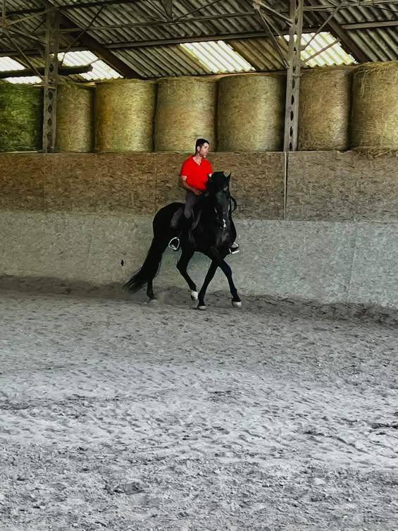 Stallion PRE Pure Spanish Bred For sale 2016 Dark Bay
