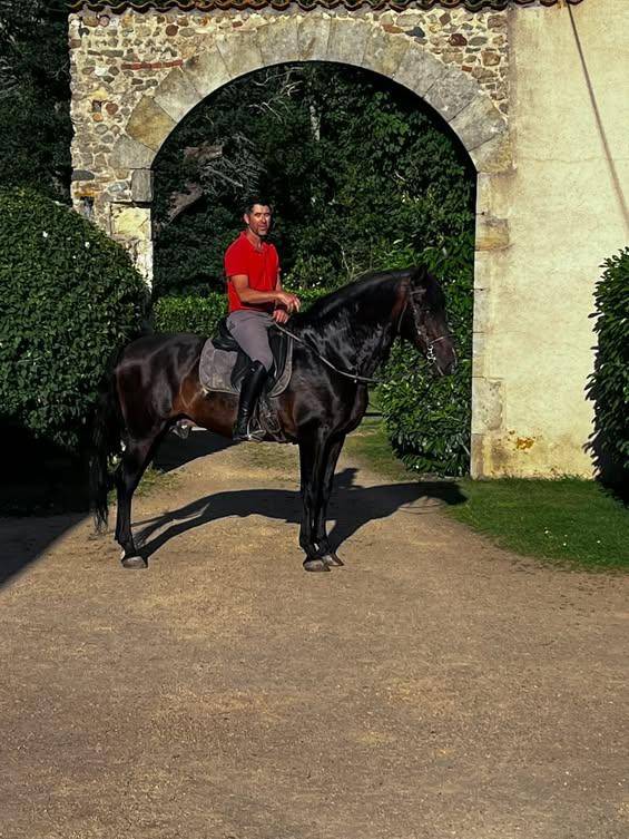 Stallion PRE Pure Spanish Bred For sale 2016 Dark Bay