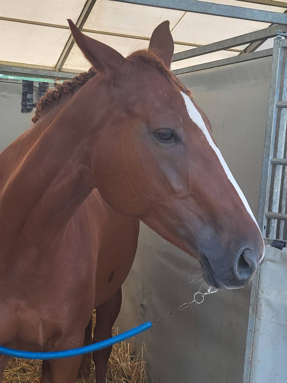 Mare Selle Fran&ccedil;ais For sale 2020 Chesnut