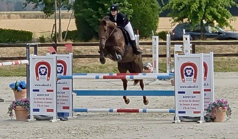 Mare Selle Fran&ccedil;ais For sale 2020 Liver chestnut