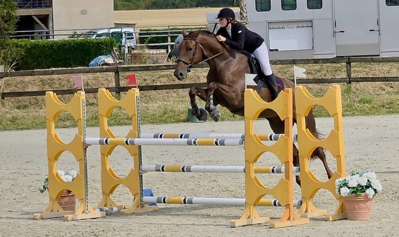Mare Selle Fran&ccedil;ais For sale 2020 Liver chestnut