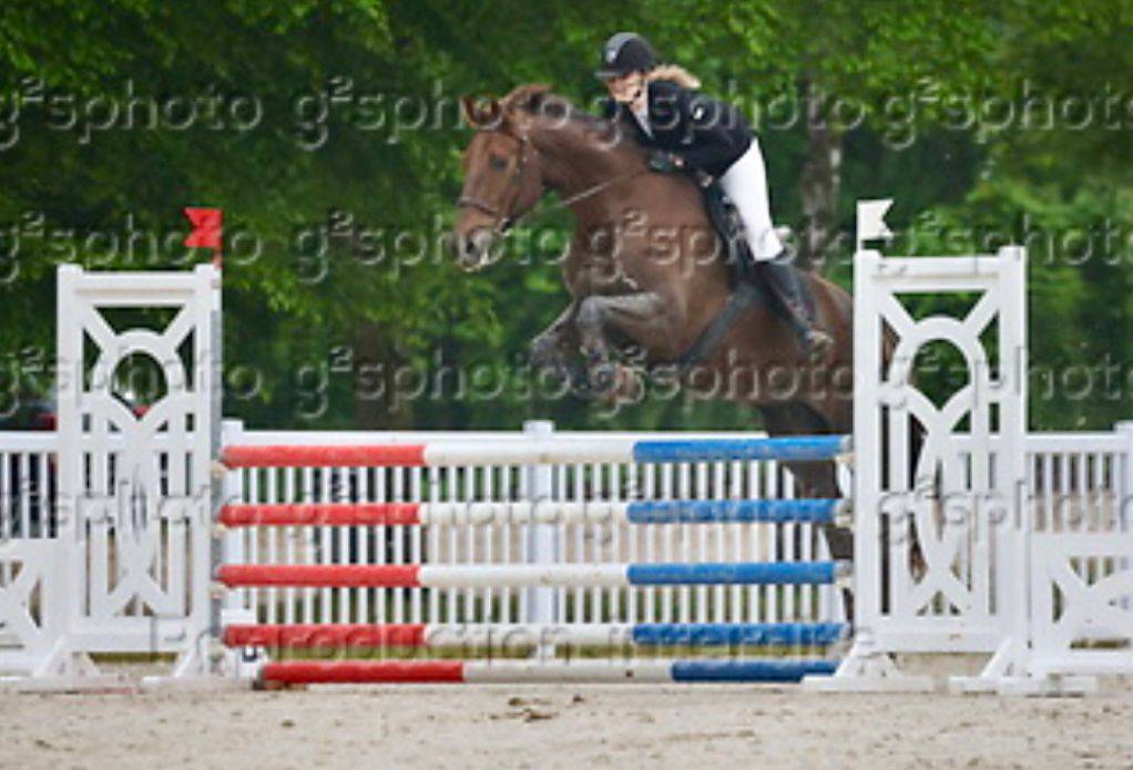 Mare Selle Fran&ccedil;ais For sale 2020 Liver chestnut