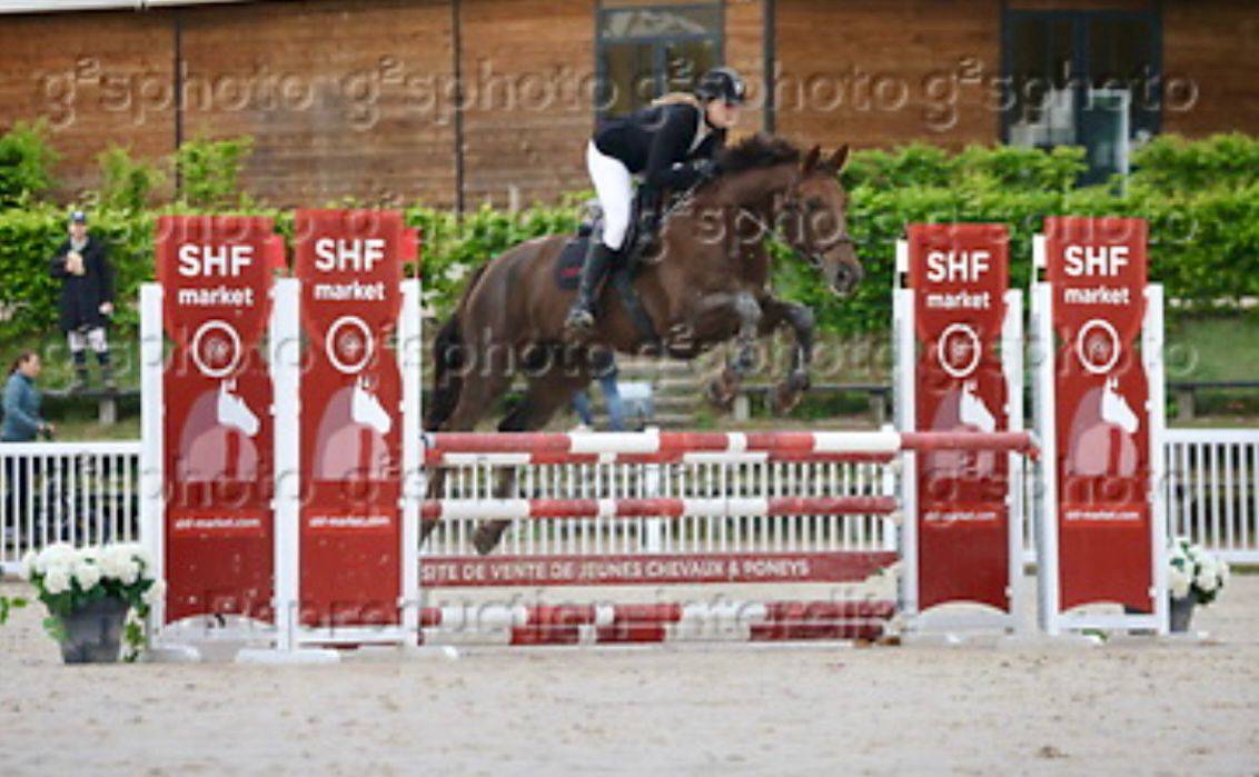 Mare Selle Fran&ccedil;ais For sale 2020 Liver chestnut