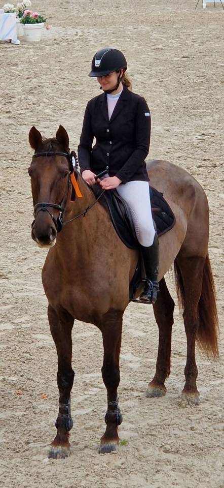 Mare Selle Fran&ccedil;ais For sale 2020 Liver chestnut