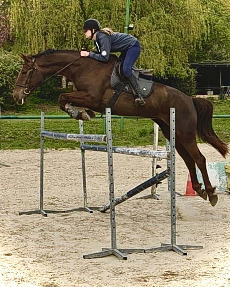 Mare Selle Fran&ccedil;ais For sale 2020 Liver chestnut