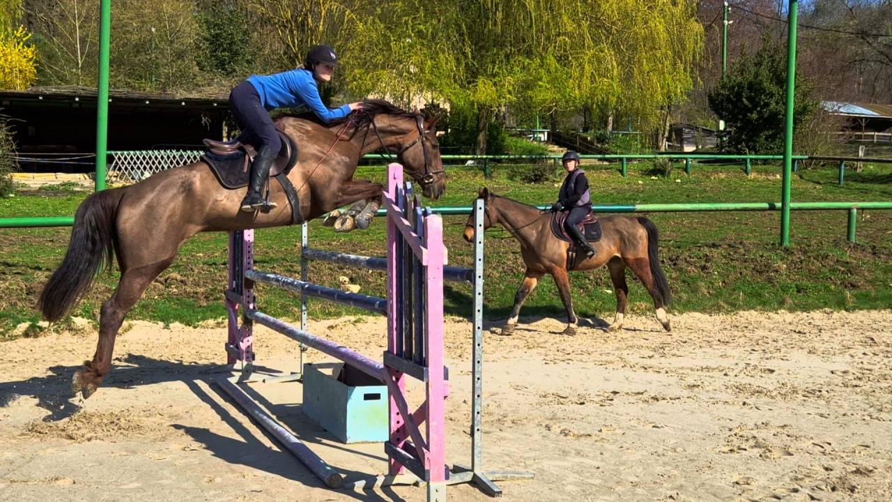 Mare Selle Fran&ccedil;ais For sale 2020 Liver chestnut