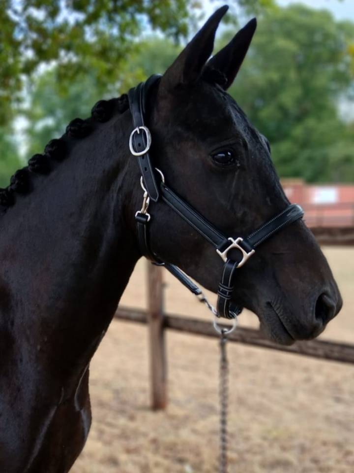 Mare New Forest For sale 2021 Black