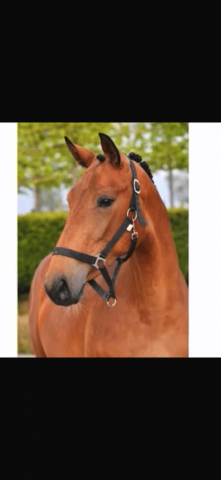 Mare BWP Belgian Warmblood For sale 2021 Bay